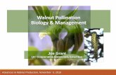 Walnut Pollination Biology & ManagementWalnut Pollination Biology & Management Joe Grant UC Cooperative Extension, Emeritus Advances in Walnut Production, November 5, 2018 Reproductive