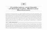 Proliferation and Death of Animal Cells: Molecular Mechanism Proliferation and Death of Animal Cells: