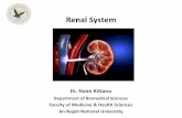 Renal System - An-Najah Staff · Renal System. Declaration • The content and the figures of this seminar were directly adopted from the ... • Renal clearance refers to the volume