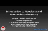Introduction to Neoplasia and Immunohistochemistry · Introduction to Neoplasia and Immunohistochemistry Philippe Labelle, DVM, DACVP Antech Diagnostics. 12 th Biannual William MagraneBasic