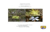 Pinguicula ionantha - United States Fish and Wildlife … reviews...Pinguicula ionantha Godfrey’s butterwort 5-Year Review: Summary and Evaluation U.S. Fish and Wildlife Service