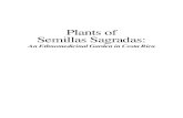 Plants of Semillas Sagradas - Costa Rica EcoLodge ...fincalunanuevalodge.com/wp-content/uploads/2016/11/... · Plants of Semillas Sagradas: An Ethnomedicinal Garden in Costa Rica