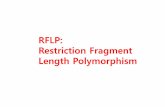 RFLP: Restriction Fragment Length Polymorphism · RFLP (Restriction Fragment Length Polymorphism) In molecular biology, the term restriction fragment length polymorphism, or RFLP,