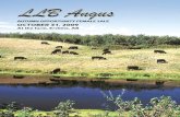 Autumn Opportunity Female Sale - Angus · Autumn Opportunity Female Sale 12:30 pm Saturday, October 31, 2009 At the Ranch Headquarters - Six miles north of Erskine, one and one-half
