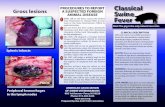 proCedureS to report Classical Gross lesions Swine …animal diSeaSe host: the pig is the only natural reservior. Gross lesions petechial hemorrhages in the renal cortex multiple necrotic