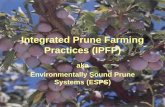 Integrated Prune Farming Practices (IPFP)cetehama.ucanr.edu/files/23237.pdfIntegrated Prune Farming Practices (IPFP) aka Environmentally Sound Prune Systems (ESPS) The Team • Henry