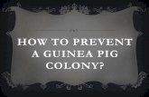HOW TO PREVENT A GUINEA PIG COLONY? - BugwoodCloud · A GUINEA PIG COLONY? HOW TO DEFINE? US-EPA : An exotic species is a non-native plant or animal deliberately or accidentally introduced