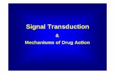 signal transduction [Read-Only] - Hadassah · G-protein signaling Mechanisms of signal transduction. 13 G-protein signaling. 14 ... Target cell de sensitization and hyper sensitization