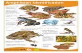 Amphibian Identification - Freshwater Habitats Trust › wp-content › ... · Amphibian Identification Adults 6-7 cm. Smooth skin, which appears moist. Markings also variable, including