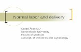 Normal labor and delivery - Semmelweis Egyetem · When does normal labour start? How long is labour? Labor usually starts within 2 weeks of (before or after) the estimated date of