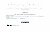The CatSper channel modulates boar sperm motility during …liu.diva-portal.org/smash/get/diva2:1076654/FULLTEXT01.pdf · Heriberto Rodríguez-Martínez, Department of Clinical and