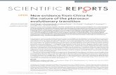 New evidence from China for the nature of the pterosaur ... · IENTII RRS 742763 DOI 10.103srep42763 1 New evidence from China for the nature of the pterosaur evolutionary transition