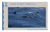 Pelagic Seabirds- AlbatrossesAlbatross foraging trips to west coast of United States Feb.5-Feb.14 1998 Feb. 25-March 25 1998 March 27-April 24 1998