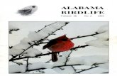 Volume 40 No.2 1993 - Alabama Ornithological Societybirdlife.aosbirds.org/1993/Vol. 40 No 2 1993.pdf · Recent publications such as Kaufman's Advanced Birding, ... et. al. Identification