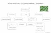 Biology Essentials - 013 Photosynthesis & Respirationmphsbiologyap.weebly.com/uploads/5/8/6/7/58675981/ap_bio-013... · Biology Essentials - 013 Photosynthesis & Respiration. Title: