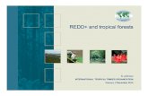 REDD+ and tropical forests - CBD · 2010-12-03 · REDD+ and tropical forests. ITTO Mandate To promote sustainable development through trade, conservation and best-practice management