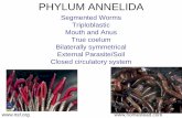 PHYLUM ANNELIDA - bealbio2.weebly.combealbio2.weebly.com/uploads/1/0/4/0/10402408/... · PHYLUM ANNELIDA Segmented Worms Triploblastic Mouth and Anus True coelum Bilaterally symmetrical
