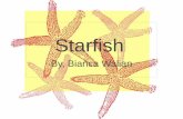 Starfish - CCSF kelp forests, sea-grass meadows to the deep ocean floor in mud & or sand. Starfish are