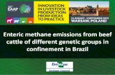 Enteric methane emissions from beef cattle of different ...eaap.org/Annual_Meeting/2015_warsaw/S08_11.pdf · Enteric methane emissions from beef cattle of different genetic groups