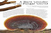 Robert A. Blanchette - FUNGI MagazineOther Ganoderma, such as Ganoderma applanatum, are perennial and can produce new growth the following year with new pore layers produced annually.