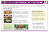 Monarchs & Milkweed - Florida's Native Wildflowersmilkweed — the butterfly’s primary host plant. How you can help Homeowners can support Monarchs by planting native milkweeds in