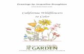 California Wildflowers to Color - Santa Barbara Botanic Garden · 2019-12-16 · California Native Wildflowers to Color This delightful collection of drawings is from a coloring book