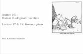 Anthro 101: Human Biological Evolution Lecture 17 & 18: Homo …feldmekj.weebly.com/uploads/2/6/0/1/26010947/sp13_an101... · 2019-08-07 · While Neandertals were evolving in Europe,