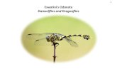 1 Eswatini's Odonata Damselflies and · PDF file 2 Checklist sources: • SA damselflies and dragonflies checklist. Compiled by Tanza Crouch and Tessa Hedge (2000). Department of Entomology