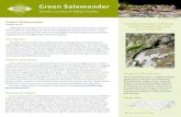 Green Salamander...Green salamanders are very seldom encountered by anyone other than a very small number of herpetologists and other naturalists who know how and where to look for