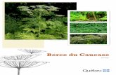 Berce du Caucase · 2011-04-20 · août 2010 | 5 Description de la berce du Caucase lcea ber du Caucase est une plante herbacée de grande taille pouvant atteindre cinq mètres de