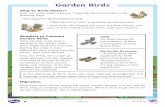 Garden Birds...Page 2 of 4 • Swifts and swallows migrate to Africa. • They can fly 200 miles every day. • Many die from starvation, exhaustion and storms. British Birds Garden