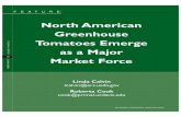 North American Greenhouse Tomatoes Emerge as a Major · grown tomatoes. New types of tomatoes, improved varieties and handling, and posi-tive health benefits associated with eating