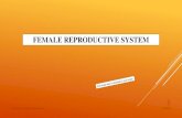 FEMALE REPRODUCTIVE SYSTEM - Pre-Med · 2019-01-30 · FEMALE REPRODUCTIVE SYSTEM Organs of the female reproductive system 1-The ovaries (female gonads) 2-The uterine (fallopian)