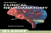 Clinical Neuroanathomy 26th edition (2009)Clinical Neuroanatomy Twenty-Sixth Edition Stephen G. Waxman, MD, PhD Chairman, Department of Neurology Bridget Marie Flaherty Professor of