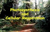 Photosynthesis and Cellular Respiration - Amazon S3 · relationship between photosynthesis and cellular respiration? A) They both involve oxygen as a part of the chemical reaction.