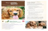 Cocker Spaniels: What a Unique Breed!Heart Disease Heart failure is a leading cause of death of cocker spaniels in their golden years, and 75% of the heart disease is caused by heart