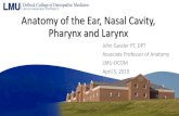 Anatomy of the Nasal Cavity, Pharynx and Larynx · Anatomy of the Ear, Nasal Cavity, Pharynx and Larynx John Gassler PT, DPT Associate Professor of Anatomy LMU-DCOM April 5, 2019.