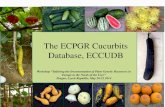 The ECPGR Cucurbits Database, ECCUDB · UKR008. Ustimivka Experimental Station of Plant Production (Ukrania) 6 9 25 40 UKR021. Institute of Vegetable and Melon Growing (Ukrania).