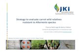 Strategy to evaluate carrot wild relatives resistant to ......Strategy to evaluate carrot wild relatives resistant to Alternariaspecies Institute for Breeding Research on Horticultural