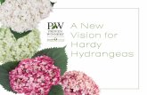A New Vision for Hardy Hydrangeas - Proven Winners...Mysterious purple-pink colored blooms rise from deeply toothed, extremely dark green foliage. Stems are very stiff and strong,
