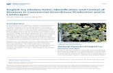 English Ivy (Hedera helix): Identification and Control of ... · English Ivy (Hedera Helix): Identification and Control of Diseases in Commercial Greenhouse Production and in Landscapes