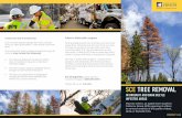 2018 SCE TREE REMOVAL · SCE TREE REMOVAL IN DROUGHT AND BARK BEETLE INFESTED AREAS 2018 This fact sheet is an update from Southern California Edison (SCE) regarding its efforts to