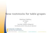 New rootstocks for table grapes Colture/Vite da...California rootstock evaluation efforts •Raisin grape trial in Fresno •Wine grape trials throughout the state •Table grape trials