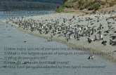 Penguins in Antarctica Discussion Questions ... Emperor King Macaroni Rockhopper Penguin Species Native