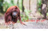 wherever you are! COME OUT, COME OUT,wherever you are! COME OUT, COME OUT, Head deep into the Tambopata National Reserve, in the heart of Peru’s Amazon Basin, and discover a diverse