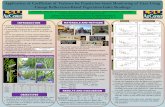Application of Coefficient of Variance for Population ... · Application of Coefficient of Variance for Population Stand Monitoring of Cane Using Canopy Reflectance-Based Vegetation