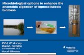 Microbiological options to enhance the anaerobic digestion ... · Microbiological options to enhance the anaerobic digestion of lignocellulosic biomass IBBA Workshop Malmö, Sweden