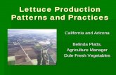 Lettuce Production Patterns - CARD: Center for ...Lettuce Production Patterns and Practices Timelines of growing and harvesting activities in each growing region Comparison of ground