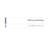 Kidney pathology - БГМУ · 2 to 5% of all cases of glomerulonephritis in adults poor prognosis: sudden and progressive decline in renal function It can accompany most forms of