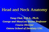 Head and Neck Anatomy - USC · 2016-06-27 · Head and Neck Anatomy Faculty Dr. Yang Chai ychai@usc.edu Dr. Rizkalla Zakhary zakhary@usc.edu Dr. Yau-Shi Lin Teaching Assistants Keck